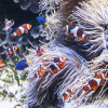 Clown Fish at Vancouver Aquarium -- J. Ferguson