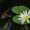 koi fish and water lily