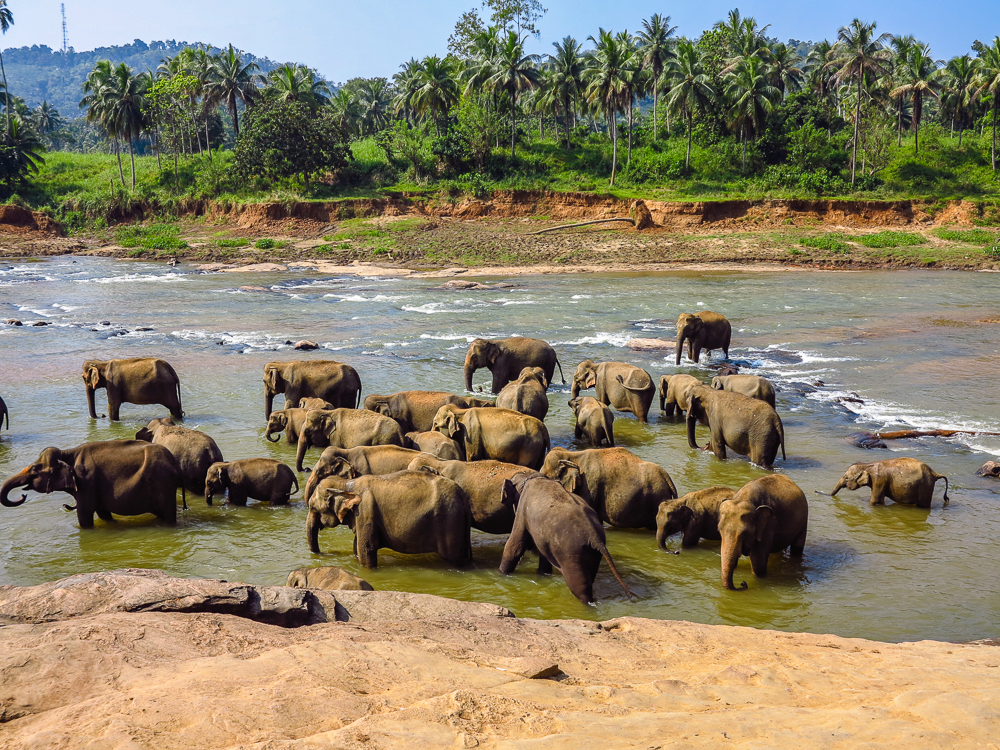 Elephants enjoying Oya River copy