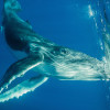 BCATW Buzz jett whale horiz