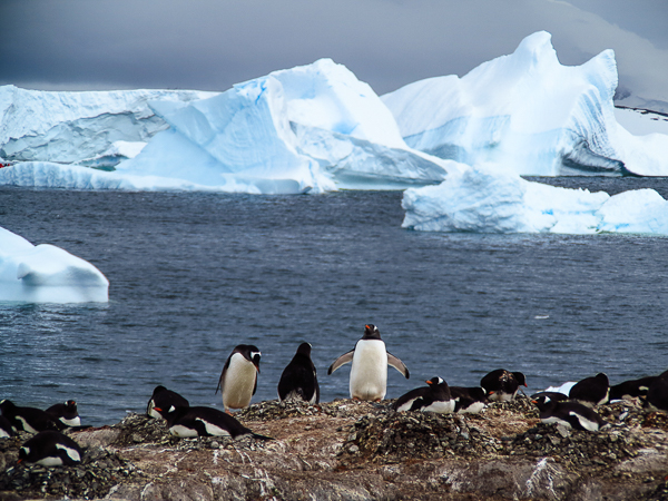 Penguins and Icebergs - Antarctica