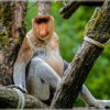 Proboscis Monkey - Borneo