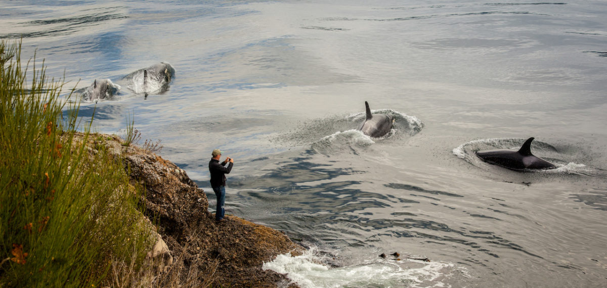 Man Photographing Whales
